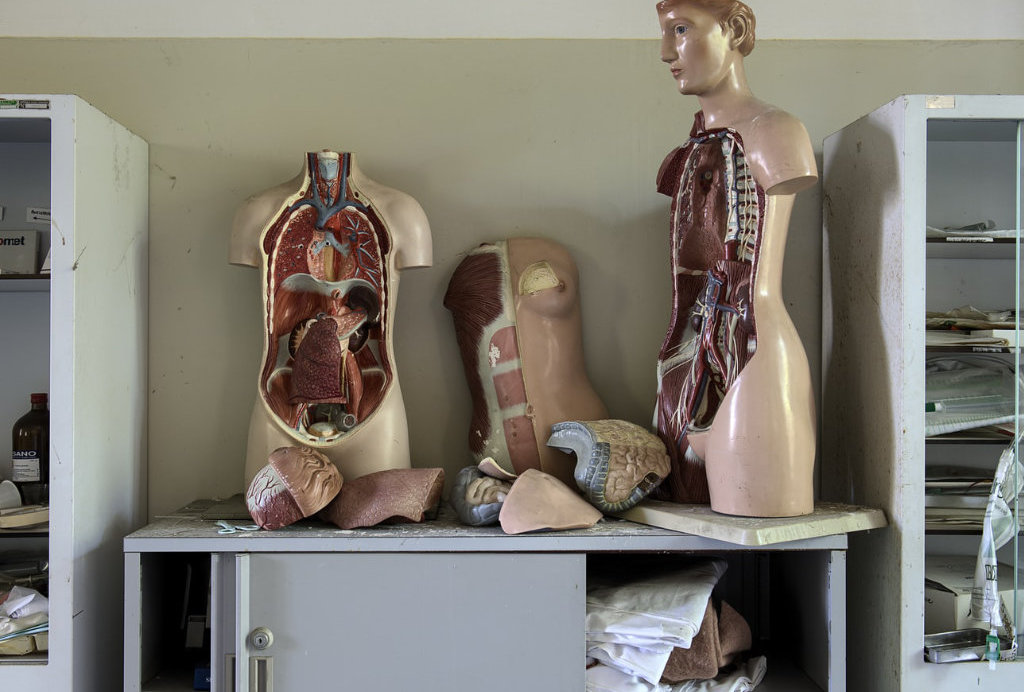 Anatomy: The Basics