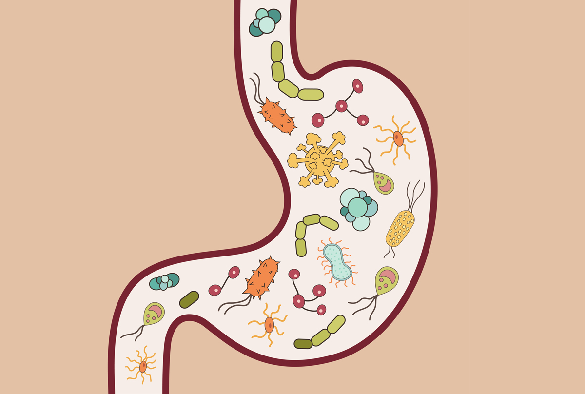 How to Have a Healthy Gut